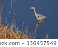 Grey heron searching for food in a pond in winter 136457549