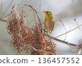 A Japanese white-eye came to eat the fruits of the alder tree 136457552