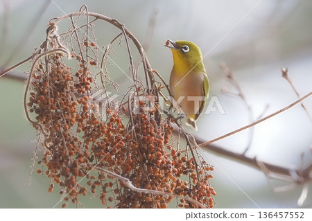 一隻繡眼鳥來吃榿木的果實。 136457552