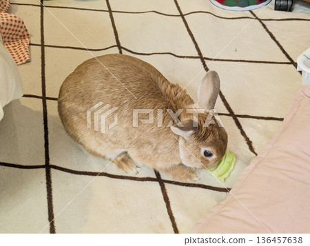 A Netherland Dwarf Eating Cabbage Leaves - Part 1 A Netherland Dwarf Eating Cabbage Leaves - Part 1 136457638