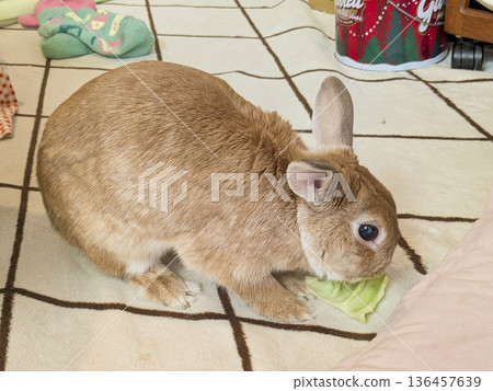 A Netherland Dwarf eating cabbage leaves - Part 2 A Netherland Dwarf eating cabbage leaves - Part 2 136457639