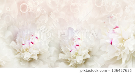 Holiday card with peony flowers. Floral background. Close-up. Nature. 136457655