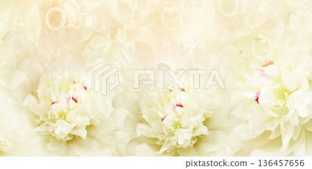 Holiday card with peony flowers. Floral background. Close-up. Nature. 136457656