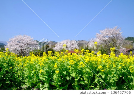 春油菜花田與盛開的櫻花交相輝映 [相模原市築井，四月] 136457706