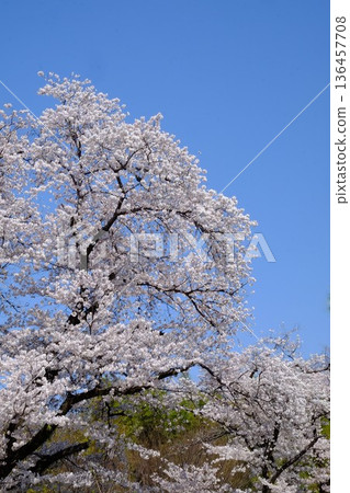櫻花在藍天下盛開 [相模原市築井，四月] 136457708