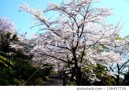 Roadside cherry blossom trees [Tsukui, Sagamihara City, April] 136457716