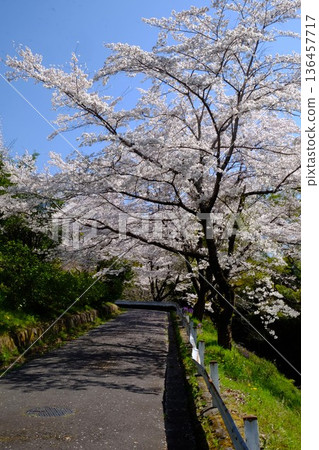 Cherry blossoms along the road [Tsukui, Sagamihara City, April] 136457717