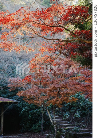 秋天的樹葉 秋天的樹葉 136457826