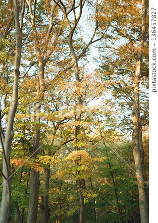 代代木公園 136457827