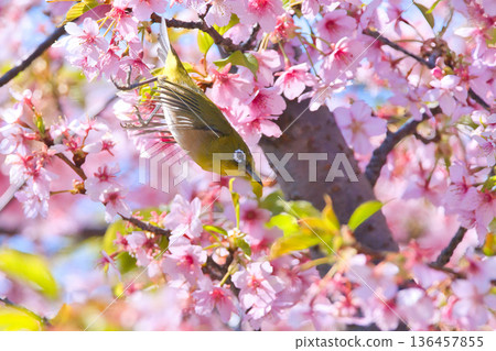 Japanese white-eyes playing with the cherry blossoms in full bloom 136457855