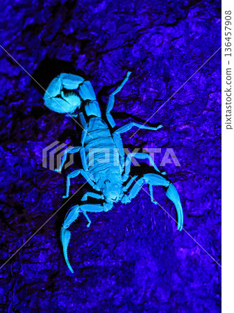 Scorpion on the tree trunk during the night in Costa Rica rain Forest, Central America Scorpion on the tree trunk during the night in Costa Rica rain Forest, Central America 136457908