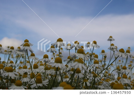 洋甘菊向天空綻放 洋甘菊向天空綻放 136457930