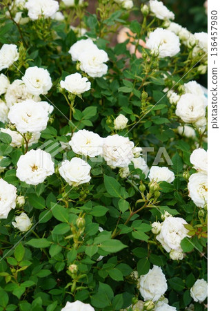Sakaki Chikuma River Rose Park in Sakaki Town, Nagano Prefecture, is a beautiful rose park located on the banks of the Chikuma River, surrounded by mountains. Sakaki Chikuma River Rose Park in Sakaki Town, Nagano Prefecture, is a beautiful rose park located on the banks of the Chikuma River, surrounded by mountains. 136457980
