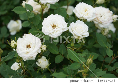 位於長野縣榊町的榊千曲川玫瑰公園，是一座坐落在千曲川岸邊，群山環繞的美麗玫瑰公園。 136457981