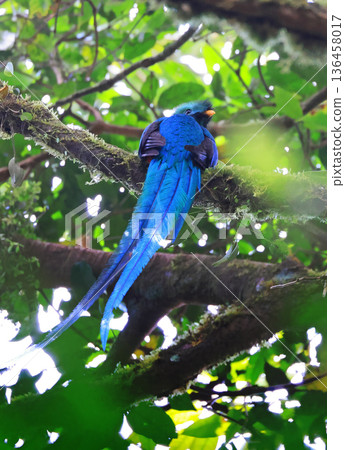 Resplendent quetzal perching in the Costa Rica forest, Monteverde area Resplendent quetzal perching in the Costa Rica forest, Monteverde area 136458017