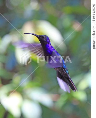 Violet Sabrewing Hummingbird flying in the forest, Costa Rica Violet Sabrewing Hummingbird flying in the forest, Costa Rica 136458020