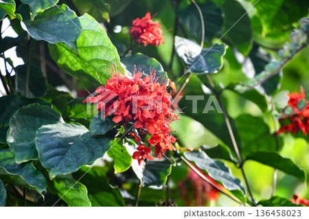 Clerodendrum splendens 火焰榮耀亭 136458023