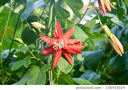西番蓮奧克蘭迪亞（Passiflora oaklandia） 136458024