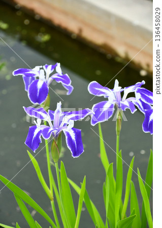 Rabbit-ear Iris "Maikujyaku" 136458029