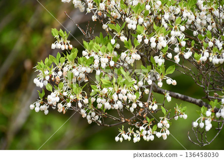 Enkianthus Enkianthus 136458030
