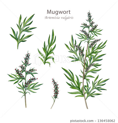 Fresh mugwort plant element set watercolor illustration. Hand drawn artemisia vulgaris medicinal plant. Mugwort stem, leaves and flowers alternative herbal medicine element on white background Fresh mugwort plant element set watercolor illustration. Hand drawn artemisia vulgaris medicinal plant. Mugwort stem, leaves and flowers alternative herbal medicine element on white background 136458062