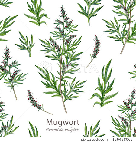 Fresh mugwort plant seamless pattern on white background. Hand drawn artemisia vulgaris medicinal plant watercolor illustration. Mugwort stem, leaves and flowers alternative herbal medicine element Fresh mugwort plant seamless pattern on white background. Hand drawn artemisia vulgaris medicinal plant watercolor illustration. Mugwort stem, leaves and flowers alternative herbal medicine element 136458063
