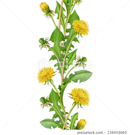 Dandelion flowers, leaves seamless border decor watercolor illustration. Hand drawn springtime countryside wildflower elegant border decoration element. Blooming dandelions on white background Dandelion flowers, leaves seamless border decor watercolor illustration. Hand drawn springtime countryside wildflower elegant border decoration element. Blooming dandelions on white background 136458065