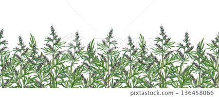 Fresh mugwort plant seamless border decor watercolor illustration. Hand drawn artemisia vulgaris medicinal herb vintage style botanical illustration. Mugwort wildflower stems on white background 136458066