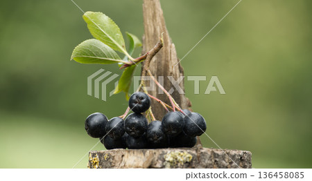 Close-up of ripe aronia berries on a wooden surface with green foliage. Close-up of ripe aronia berries on a wooden surface with green foliage. 136458085