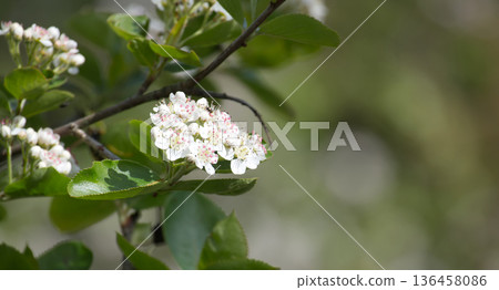 Chokeberry Bush Flowers in Early Spring Garden 136458086