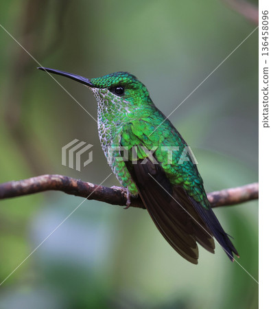 Coppery-headed emerald Hummingbird female perched on a branch in the forest, Costa Rica Coppery-headed emerald Hummingbird female perched on a branch in the forest, Costa Rica 136458096