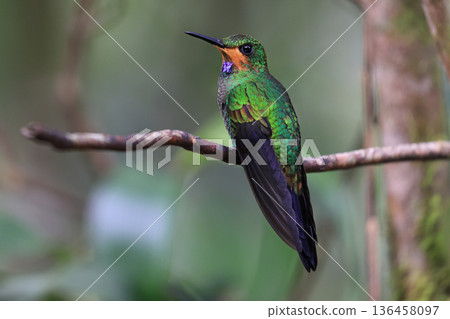 Green Crowned Brilliant Hummingbird female perched on a branch in the forest, Costa Rica Green Crowned Brilliant Hummingbird female perched on a branch in the forest, Costa Rica 136458097