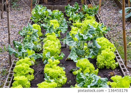 Veggies with green leaves and russet vegetables The leaves have wavy edges. with brief succulent stalks. Veggies with green leaves and russet vegetables The leaves have wavy edges. with brief succulent stalks. 136458176