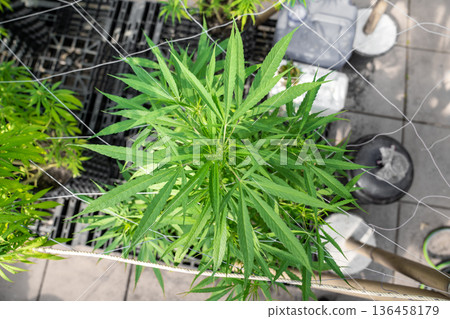 A lush marijuana plant with stem and leaves under the sunshine. A herbal plant used for medical purposes to make the medicine. A weed plant for smoking and making drugs. A lush marijuana plant with stem and leaves under the sunshine. A herbal plant used for medical purposes to make the medicine. A weed plant for smoking and making drugs. 136458179