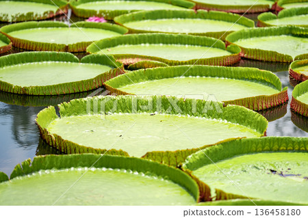 Close up to big LEAF of Lily Lotus in the poud swamp at outdoor field. 136458180