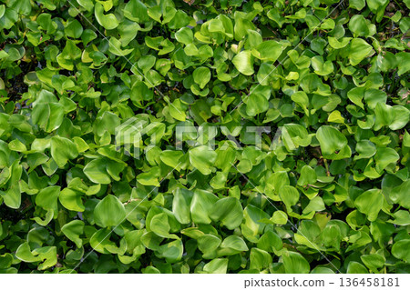 The Water Hyacinth is covering all the river and obstructing water flow. That is the one of water pollution. The Water Hyacinth is covering all the river and obstructing water flow. That is the one of water pollution. 136458181