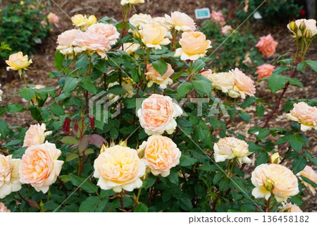 位於長野縣榊町的榊千曲川玫瑰公園,是一座坐落在千曲川岸邊,群山環繞的美麗玫瑰公園。 位於長野縣榊町的榊千曲川玫瑰公園,是一座坐落在千曲川岸邊,群山環繞的美麗玫瑰公園。 136458182