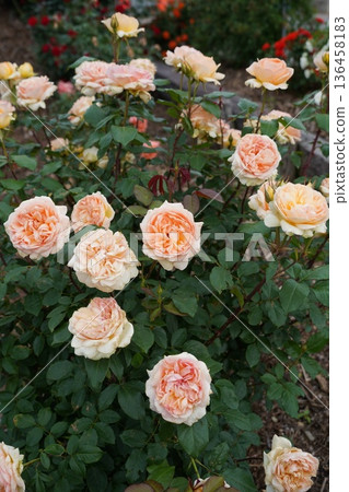 位於長野縣榊町的榊千曲川玫瑰公園，是一座坐落在千曲川岸邊，群山環繞的美麗玫瑰公園。 136458183