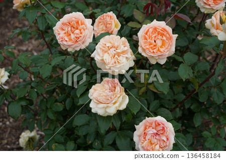 Sakaki Chikuma River Rose Park in Sakaki Town, Nagano Prefecture, is a beautiful rose park located on the banks of the Chikuma River, surrounded by mountains. 136458184