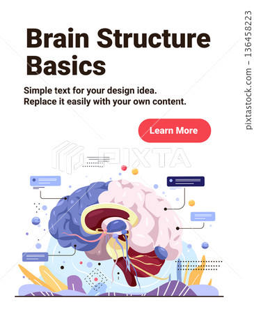 Brain structure anatomy human organ diagram colorful cross section with labeled parts abstract background medical infographic website banner Brain structure anatomy human organ diagram colorful cross section with labeled parts abstract background medical infographic website banner 136458223