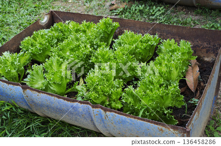 Fresh Frillice Iceberg lettuce leaves, Salads vegetable in the planting plot. 136458286