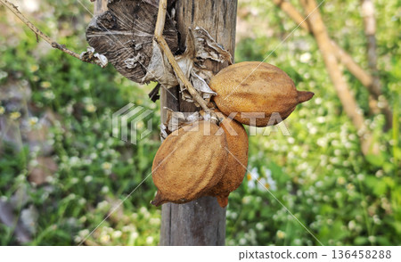 Dried lemon or lime tree and dried lemons. Lemons, dried in lemon tree. Dried lemon or lime tree and dried lemons. Lemons, dried in lemon tree. 136458288
