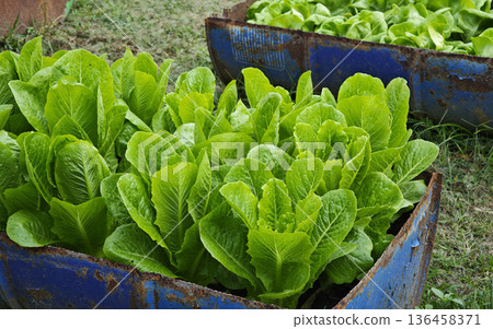 Close-up Fresh and organic green cos lettuce growing in the garden. Close-up Fresh and organic green cos lettuce growing in the garden. 136458371