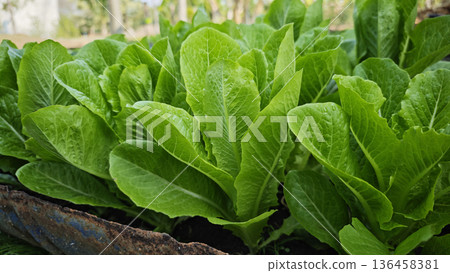 Close-up Fresh and organic green cos lettuce growing in the garden. 136458381