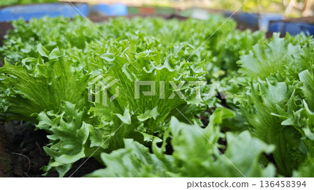 Fresh Frillice Iceberg lettuce leaves, Salads vegetable in the planting plot. Fresh Frillice Iceberg lettuce leaves, Salads vegetable in the planting plot. 136458394