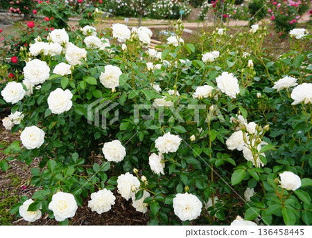 Sakaki Chikuma River Rose Park in Sakaki Town, Nagano Prefecture, is a beautiful rose park located on the banks of the Chikuma River, surrounded by mountains. Sakaki Chikuma River Rose Park in Sakaki Town, Nagano Prefecture, is a beautiful rose park located on the banks of the Chikuma River, surrounded by mountains. 136458445