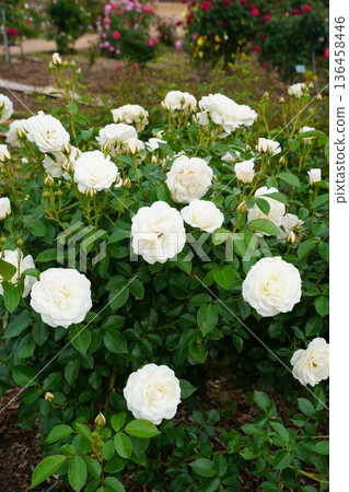 Sakaki Chikuma River Rose Park in Sakaki Town, Nagano Prefecture, is a beautiful rose park located on the banks of the Chikuma River, surrounded by mountains. 136458446