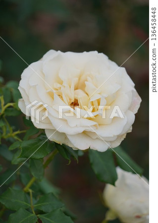 Sakaki Chikuma River Rose Park in Sakaki Town, Nagano Prefecture, is a beautiful rose park located on the banks of the Chikuma River, surrounded by mountains. Sakaki Chikuma River Rose Park in Sakaki Town, Nagano Prefecture, is a beautiful rose park located on the banks of the Chikuma River, surrounded by mountains. 136458448