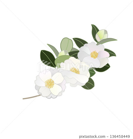 白色山茶花枝插圖 白色山茶花枝插圖 136458449