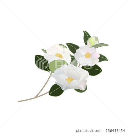 白色山茶花枝插圖 白色山茶花枝插圖 136458454